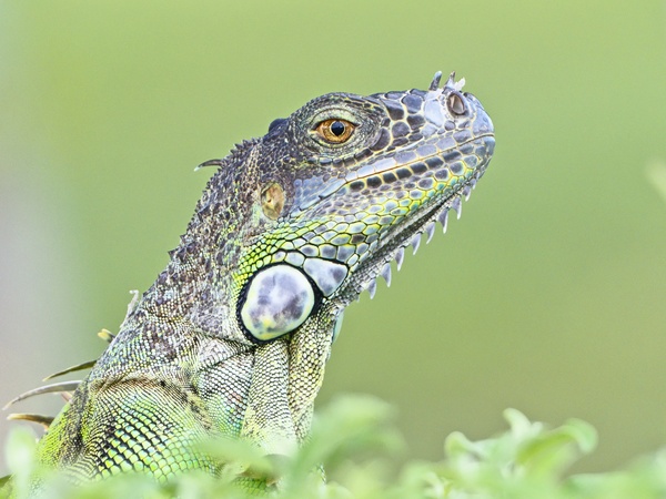 Grüner Leguan