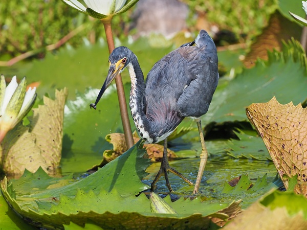 Dreifarbenreiher