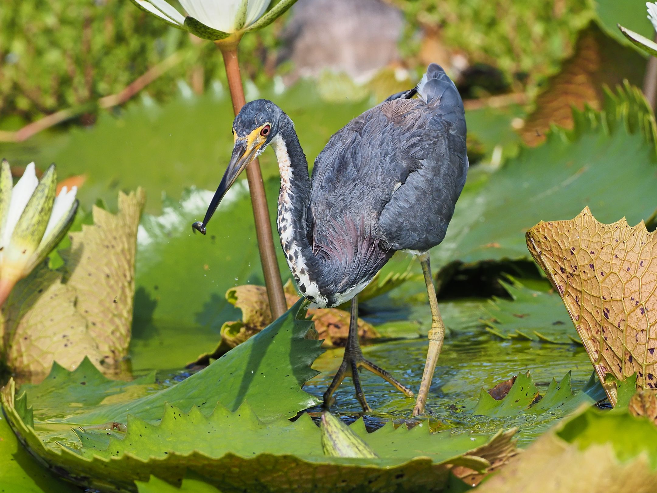 Dreifarbenreiher