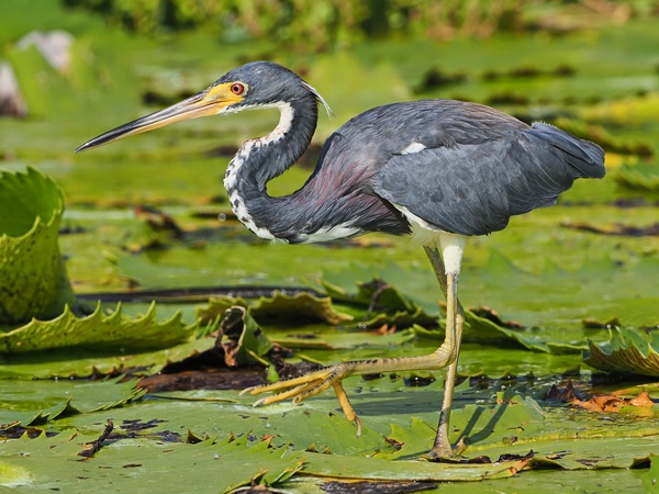 Dreifarbenreiher