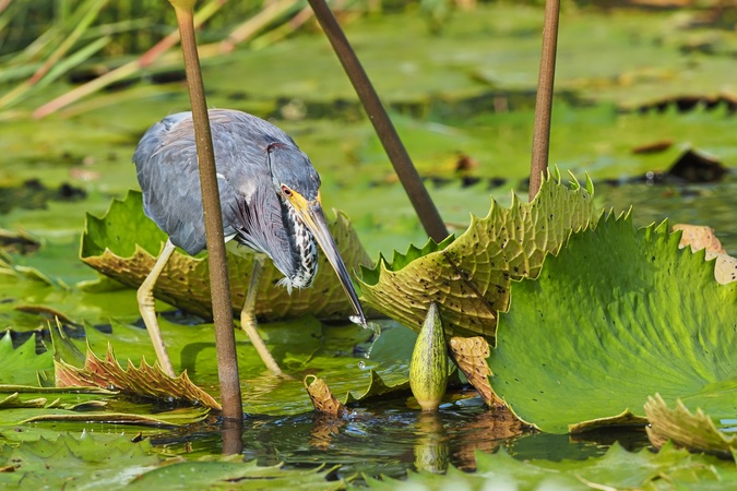 Dreifarbenreiher