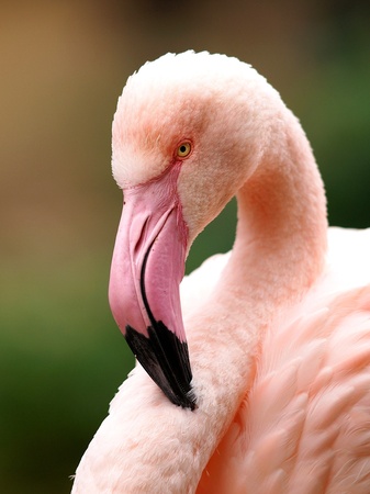 Flamingo (Porträt)